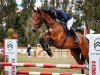 jumper Oakheart K (German Sport Horse, 2020, from Origi D'o)