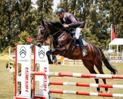 jumper Crostitzer 3 (German Sport Horse, 2018, from C'est la vie 151)