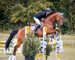 stallion Ce Vier 3 (German Sport Horse, 2019, from Cellestial)