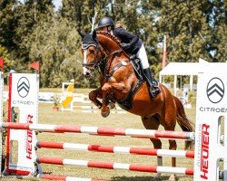 jumper Quintago 4 (Hanoverian, 2020, from VDL Quickthago)