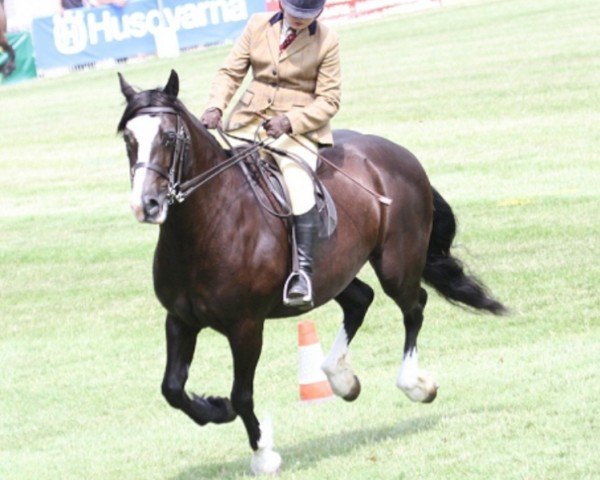 Pferd Broughton Posh Royal (Welsh-Cob (Sek. D), 2005, von Derwen Royal Express)