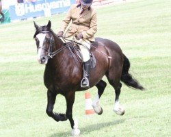 Pferd Broughton Posh Royal (Welsh-Cob (Sek. D), 2005, von Derwen Royal Express)