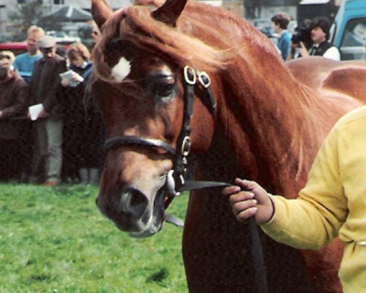 Deckhengst Broughton True Flyer (Welsh-Cob (Sek. D), 1986, von Llanarth True Briton)