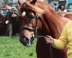 stallion Broughton True Flyer (Welsh-Cob (Sek. D), 1986, from Llanarth True Briton)