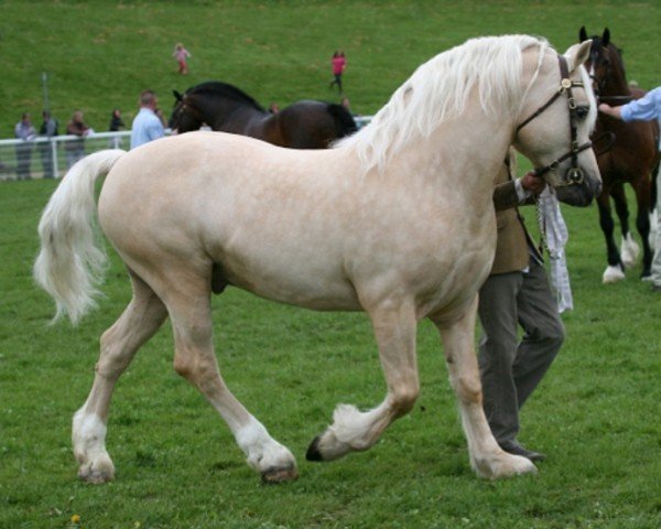 stallion Janton Philanderer (Welsh-Cob (Sek. D), 2000, from Broughton True Flyer)