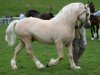 stallion Janton Philanderer (Welsh-Cob (Sek. D), 2000, from Broughton True Flyer)