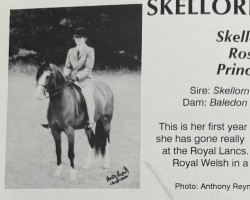 Pferd Skellorn Rose Princess (Welsh Pony (Sek.B), 1985, von Skellorn Music Boy)