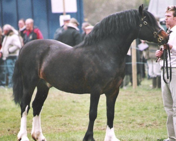 Deckhengst Stepol Superstition (Welsh-Cob (Sek. D), 1994, von Horeb B.Rhodri)