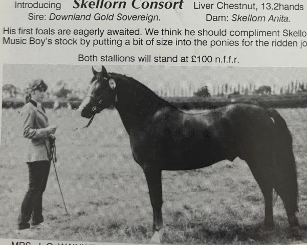 Deckhengst Skellorn Consort (Welsh Pony (Sek.B), 1988, von Downland Golden Sovereign)