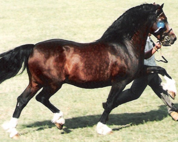 stallion Mabnesscliffe Survivor (Welsh-Cob (Sek. D), 1981, from Craignant Flyer)