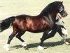 stallion Mabnesscliffe Survivor (Welsh-Cob (Sek. D), 1981, from Craignant Flyer)