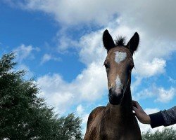 foal by Canyon KS (German Riding Pony, 2024, from Cayuga San WE)