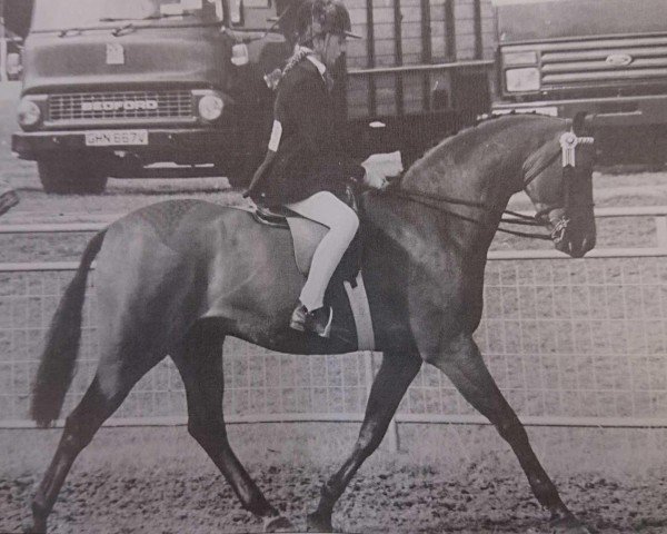 horse Chinook Marquis (Welsh-Pony (Section B), 1992, from Twylands Prose)