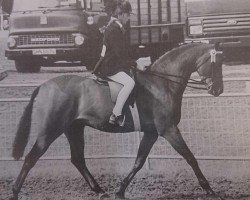 Pferd Chinook Marquis (Welsh Pony (Sek.B), 1992, von Twylands Prose)