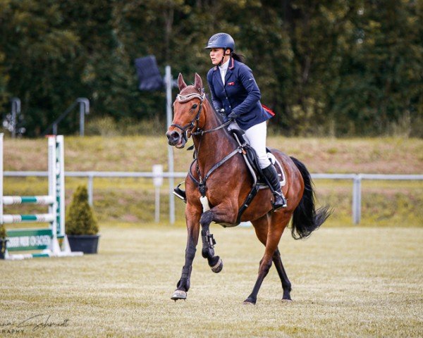 jumper Global Lady Z (Zangersheide riding horse, 2018, from Global Express)