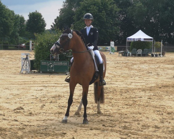 dressage horse Kentaro 4 (German Riding Pony, 2021, from Kent Nagano WE)