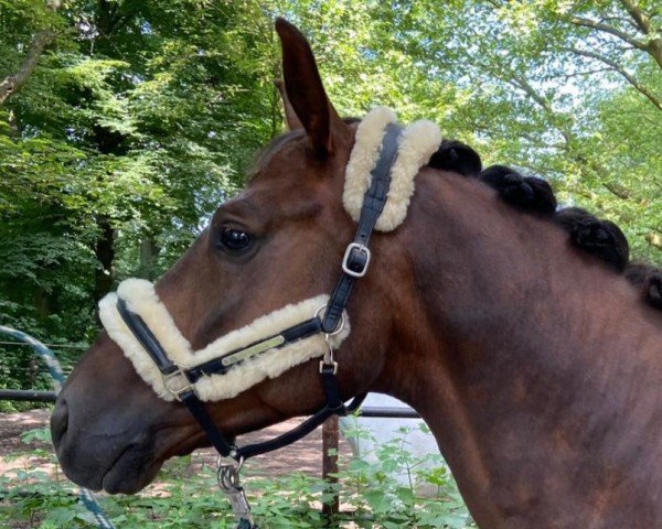 dressage horse Macaron MB (Oldenburg, 2019, from DSP Marc Cain)