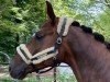 dressage horse Macaron MB (Oldenburg, 2019, from DSP Marc Cain)