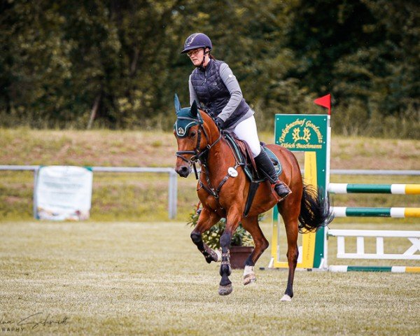 Springpferd Moreno 95 (Deutsches Reitpony, 2018, von Monet)