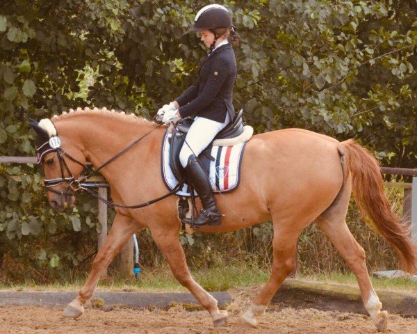 dressage horse Carlotta (Pony without race description, 2007)