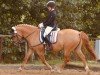 dressage horse Carlotta (Pony without race description, 2007)