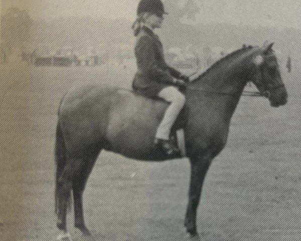 horse Elmwick Romeo (Welsh Partbred, 1970, from Elphicks Master Romeo)