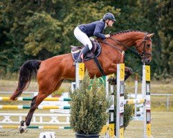 jumper Fenja K 3 (German Sport Horse, 2020, from Action Blue)