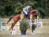 jumper Chacfly's Conlamba PS (Oldenburg show jumper, 2018, from Chacfly PS)