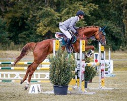 jumper Chacfly's Conlamba PS (Oldenburg show jumper, 2018, from Chacfly PS)