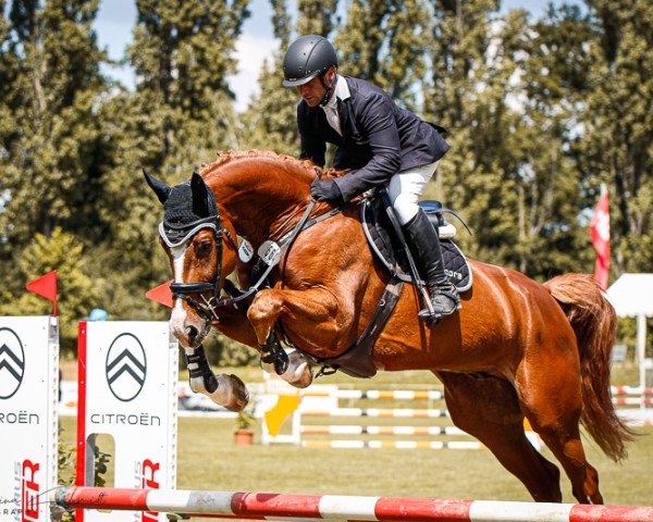 jumper Diatoon Blue PS (Oldenburg show jumper, 2018, from Diaron OLD)