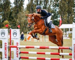 jumper Mandalay 7 (German Sport Horse, 2020, from Manchester van't Paradijs)