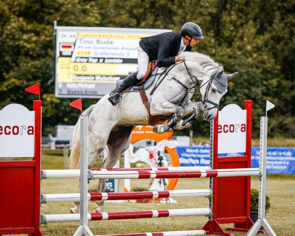 jumper Grafenstolz 3 (German Sport Horse, 2020, from Grey Top)