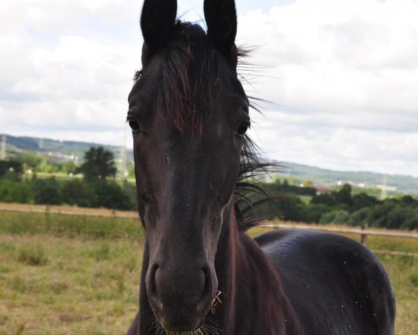 dressage horse Inola Gold (Westphalian, 2023, from Iowa Gold)