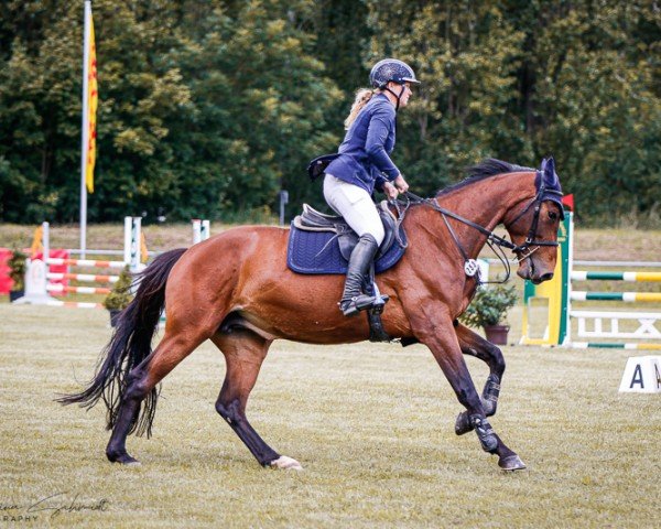 jumper Daja D'or (Zangersheide riding horse, 2018, from Diamant de Semilly)