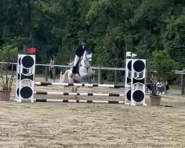 jumper Tullibards Drumgola Tom (Connemara Pony, 2013, from Glencarrig Ri)