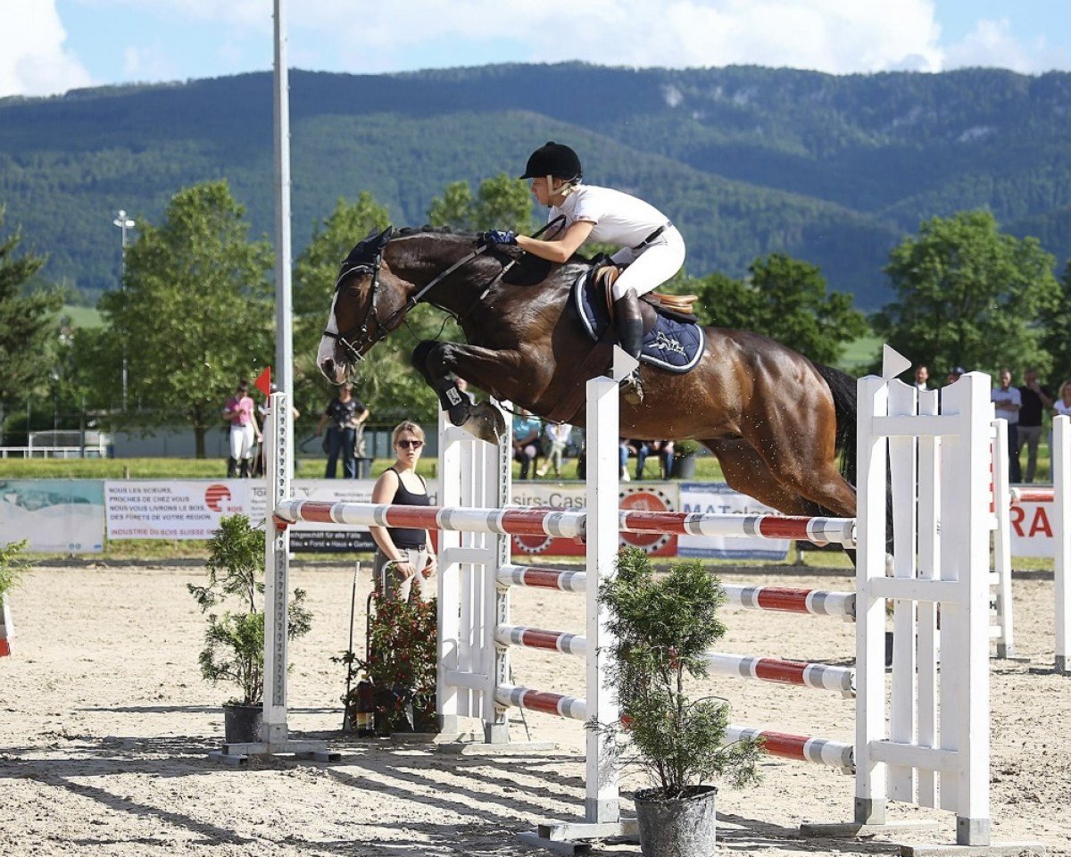 jumper Que Suerte (Holsteiner, 2006, from Quadrigo 4)