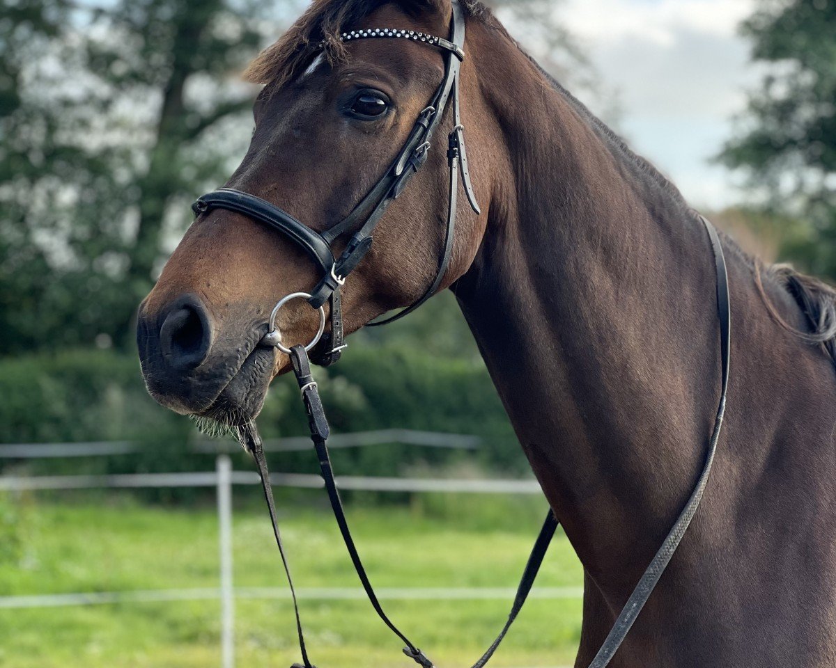 Springpferd Charly Chocolate LG (Zweibrücker, 2010, von Conte Bellini)