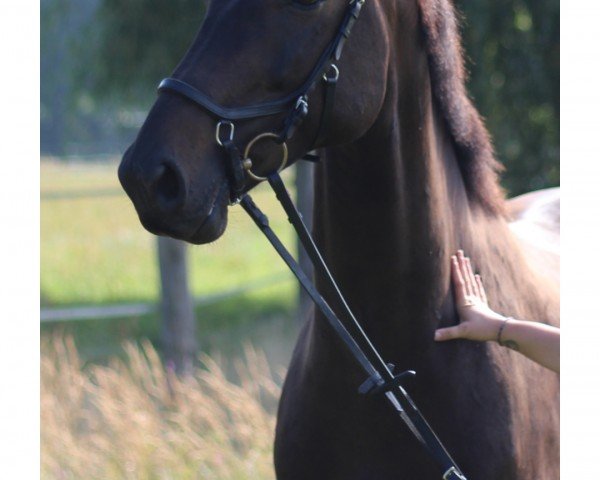 dressage horse Findus Vollstädt (German Sport Horse, 2018, from Frascino)