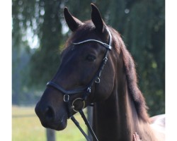 dressage horse Findus Vollstädt (German Sport Horse, 2018, from Frascino)