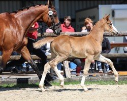 foal by Gut Immings Oh la la (Westphalian, 2024, from Ogano Sitte)