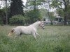 broodmare Mona Lisa B (German Riding Pony, 1999, from Macintosh)