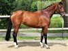 broodmare Guinea EB (Holsteiner, 2014, from Kannan)