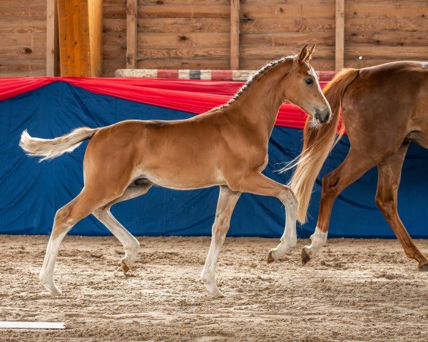 foal by Ecki Eckbert (Oldenburg show jumper, 2024, from Esmeraldo FM)