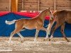 foal by Ecki Eckbert (Oldenburg show jumper, 2024, from Esmeraldo FM)