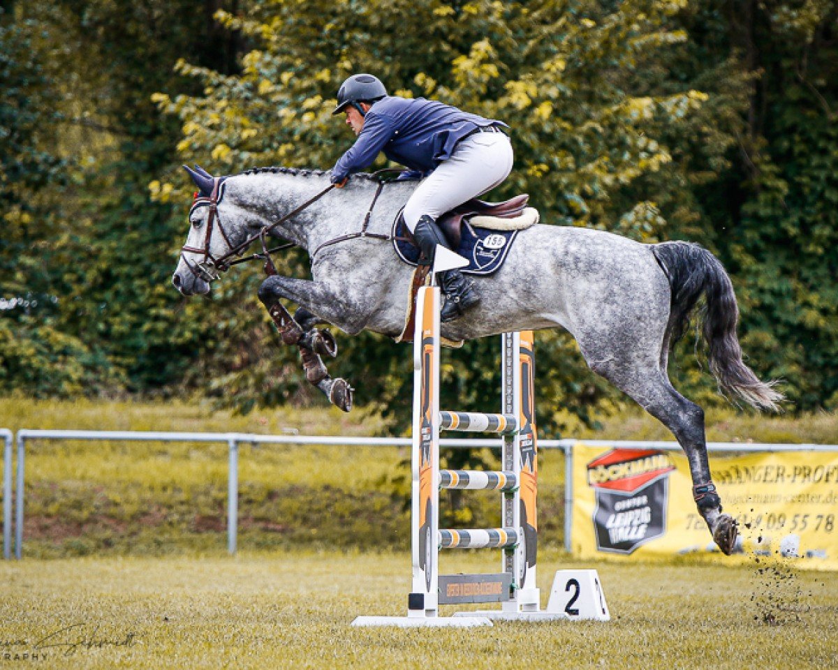 Springpferd Chasino Cente PS (Oldenburger Springpferd, 2018, von Chacoon Blue)
