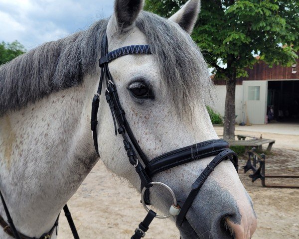 dressage horse Mr. Snowman 3 (Connemara Pony, 2018, from Glencarrig Joe)