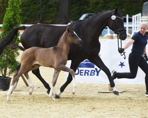 Fohlen von For little Joy AW (Westfale, 2024, von Fanegro)