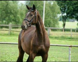 broodmare Schika F (unknown,  , from Sergeant Pepper I)