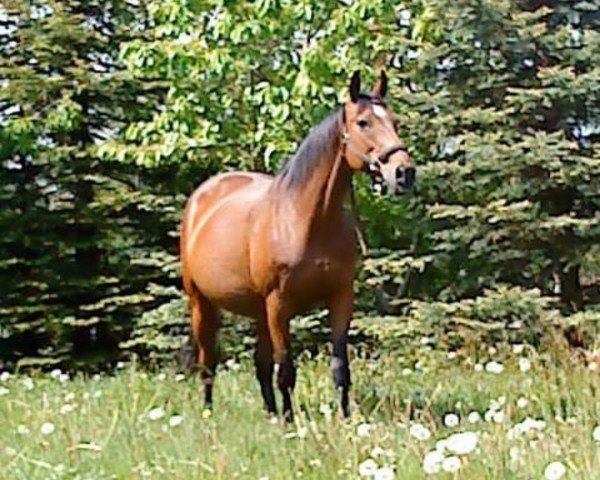 broodmare Monique Dura (Mecklenburg, 1994, from Mongolfier xx)