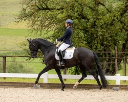 dressage horse Velvet HH (German Sport Horse, 2019, from Vitalis)